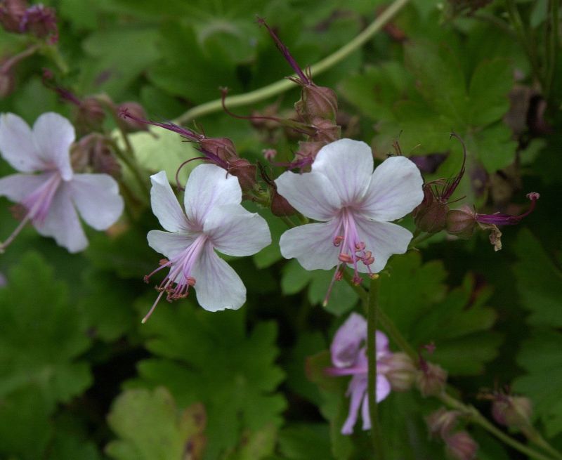 Cambridge-Bastard-Storchschnabel Biokovo - Geranium x cantabrigiense 'Biokovo'