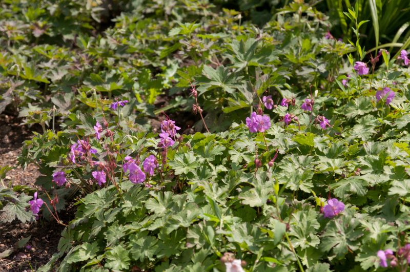 Cambridge-Bastard-Storchschnabel Karmina - Geranium x cantabrigiense 'Karmina'