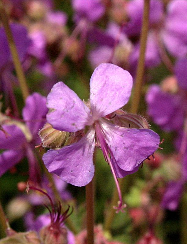 Cambridge-Bastard-Storchschnabel Cambridge - Geranium x cantabrigiense 'Cambridge'