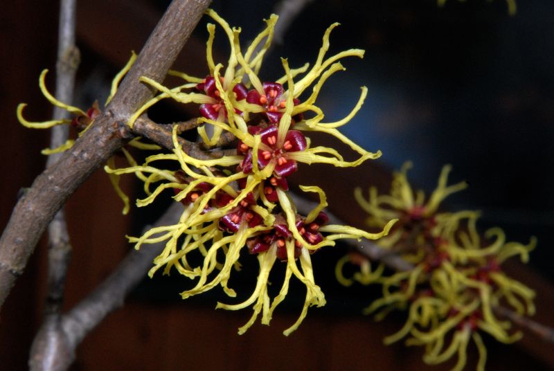 Chinesische Zaubernuss - Hamamelis mollis
