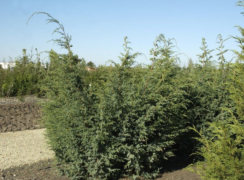 ChinesischerWacholder 'Blue Alps' - Juniperus chin.'Blue Alps'