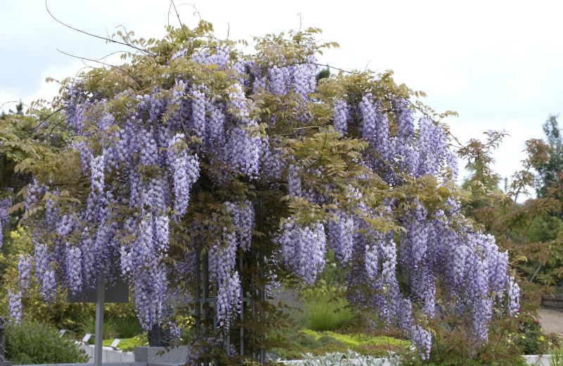 Chinesischer Blauregen - Wisteria sinensis