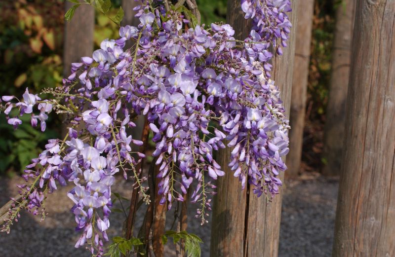 Chinesischer Blauregen 'Prolific' - Wisteria sinensis 'Prolific'