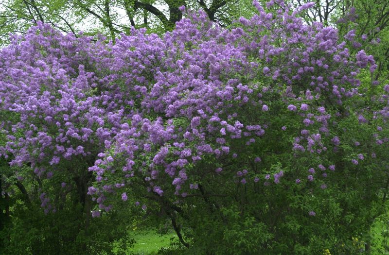 Chinesischer Flieder - Syringa chinensis