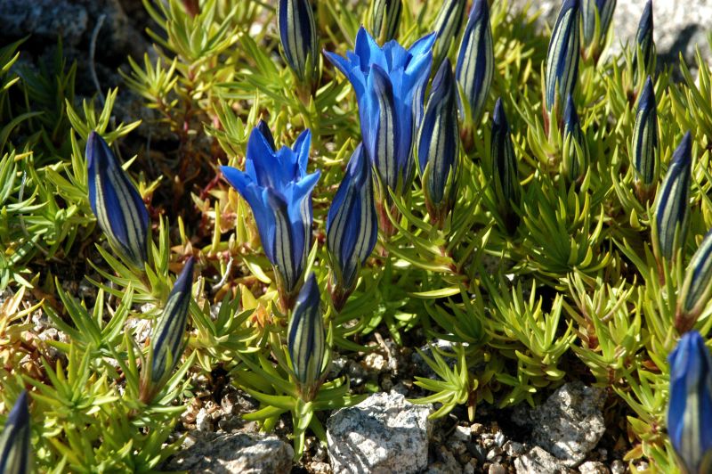 Chinesischer Herbst-Enzian - Gentiana sino-ornata