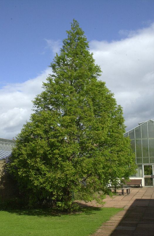 Chinesisches Rotholz - Metasequoia glyptostroboides