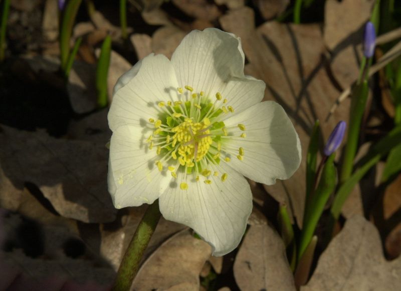 Christrose - Helleborus niger