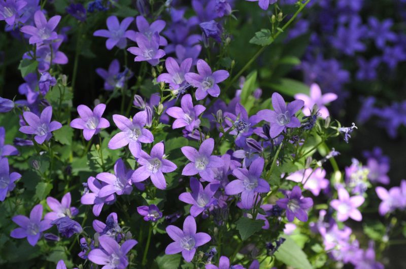 Dalmatiner Polster-Glockenblume - Campanula portenschlagiana