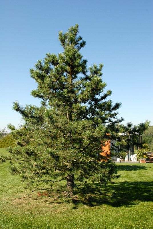 Drehkiefer - Pinus contorta