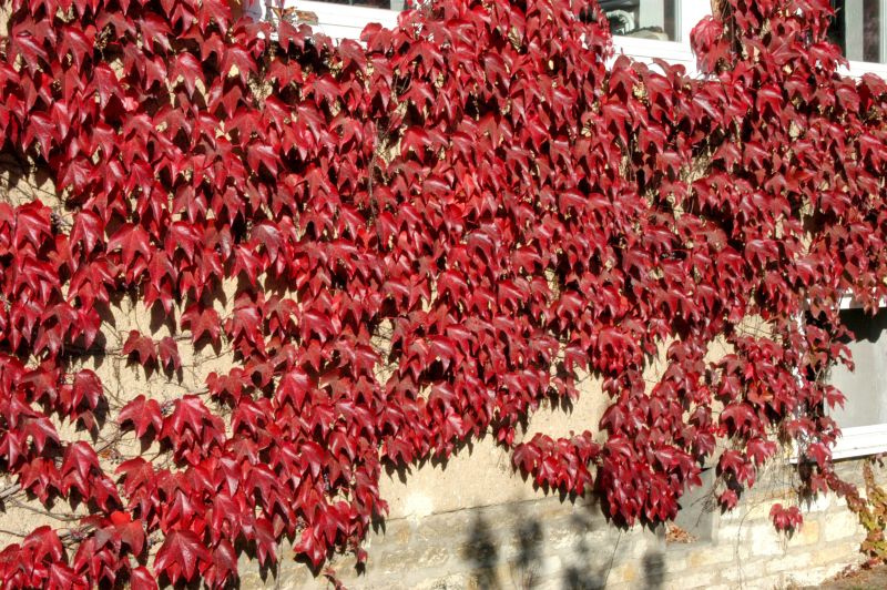Dreilappige Jungfernrebe 'Veitchii Boskoop' - Parthenocissus tricuspidata 'Veitchii Boskoop'