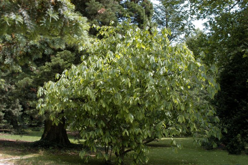 Dreilappige Papau - Asimina triloba