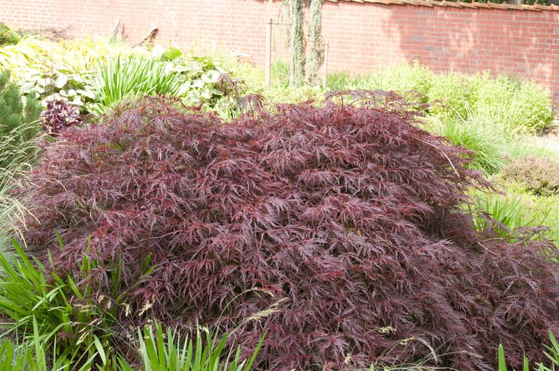 Dunkelroter Schlitzahorn 'Garnet' - Acer palmatum 'Dissectum Garnet'