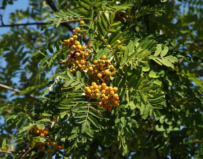 Eberesche 'Golden Wonder' - Sorbus arnoldiana 'Golden Wonder'