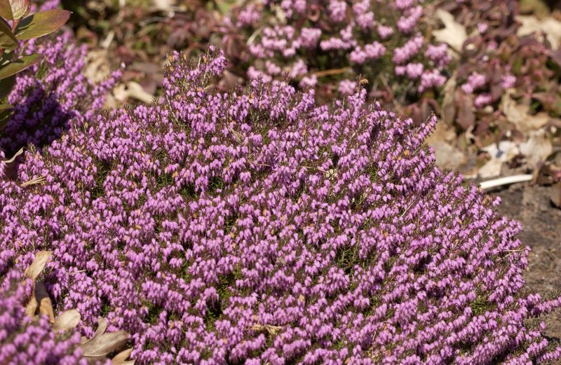 Echte Heide 'Lohses Rubin' - Erica carnea 'Lohses Rubin'