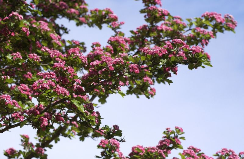 Echter Rotdorn - Crataegus laevigata 'Paul's Scarlet'
