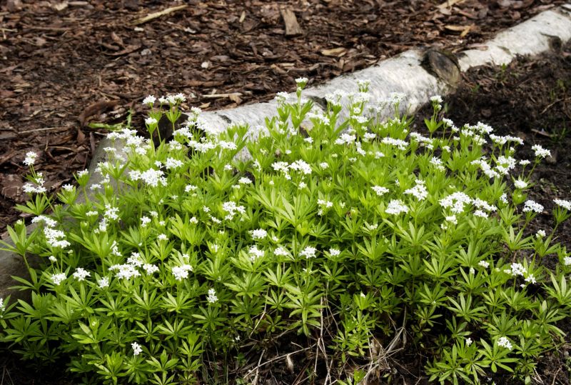 Echter Waldmeister - Galium odoratum