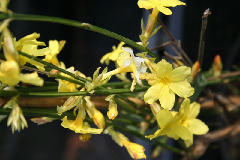 Echter Winter-Jasmin - Jasminum nudiflorum