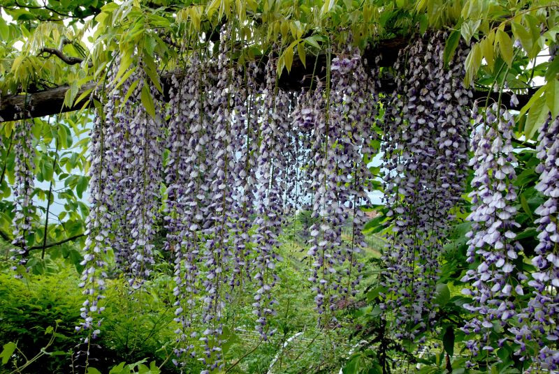 Edelblauregen 'Macrobotrys' - Wisteria floribunda 'Macrobotrys'