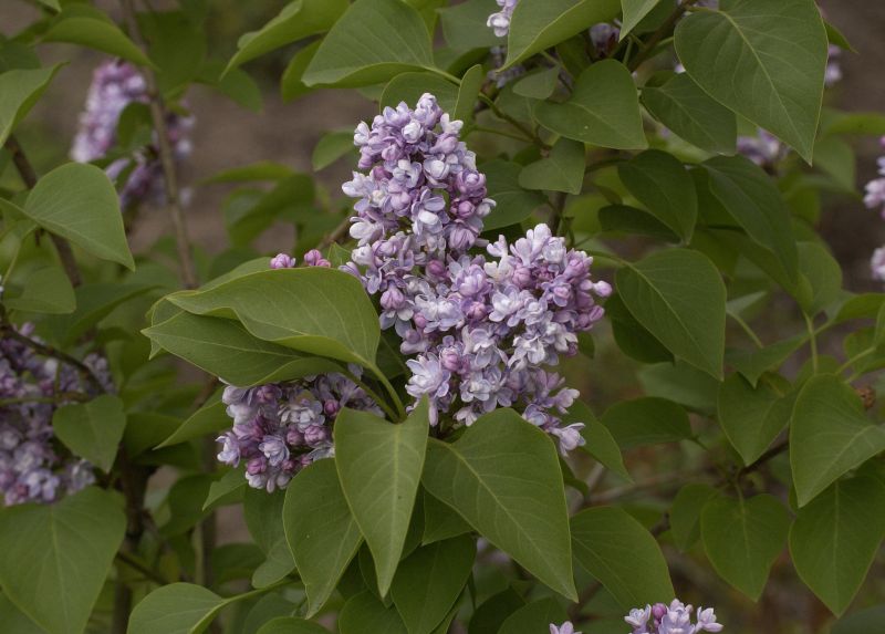 Edelflieder 'Katharine Havemeyer - Syringa vulgaris 'Katharine Havemeyer'