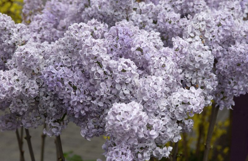 Edelflieder 'Ruhm von Horstenstein' - Syringa vulgaris 'Ruhm von Horstenstein'