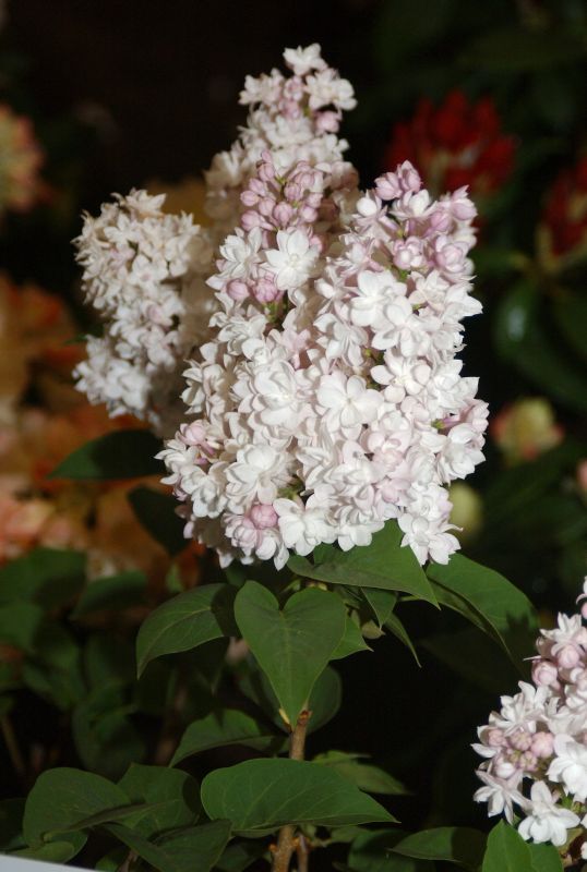 Edelflieder 'Schöne von Moskau' ® - Syringa vulg.'Schöne von Moskau' ®