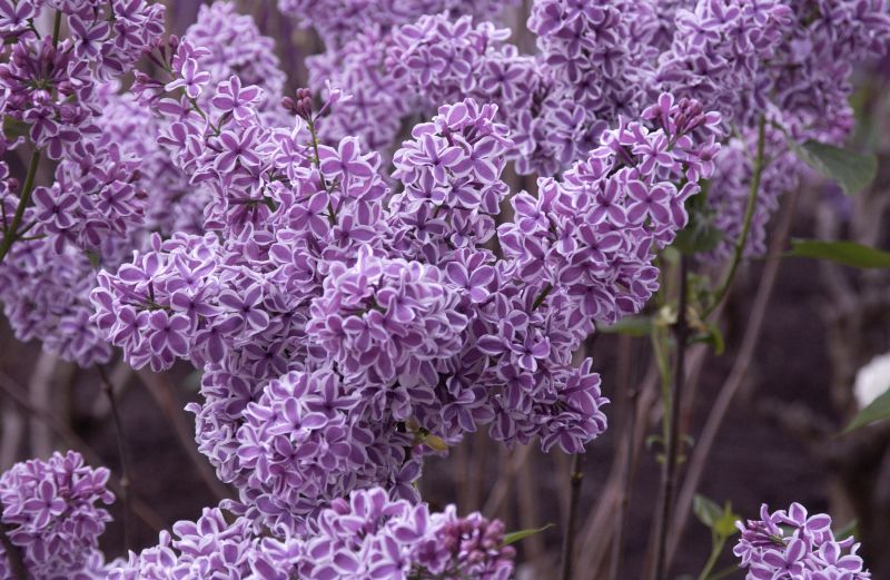Edelflieder 'Sensation' - Syringa vulg.'Sensation'