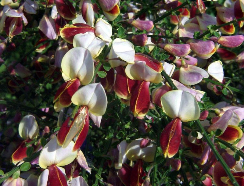 Edelginster 'Andreanus Splendens' - Cytisus scoparius 'Andreanus Splendens'