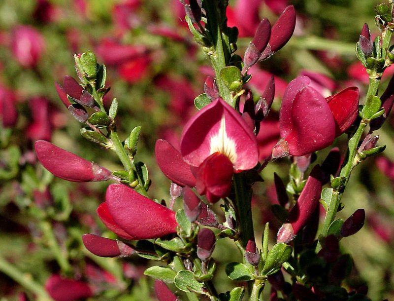 Edelginster 'Boskoop Ruby' - Cytisus scoparius 'Boskoop Ruby'