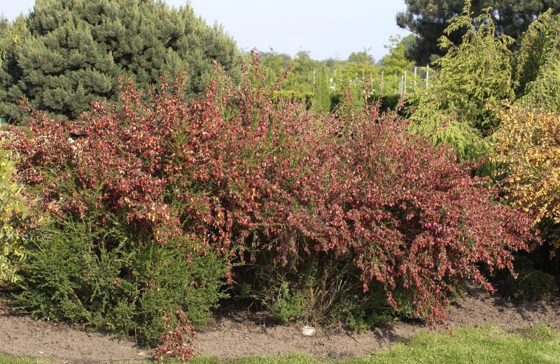 Edelginster 'Burkwoodii' - Cytisus scoparius 'Burkwoodii'