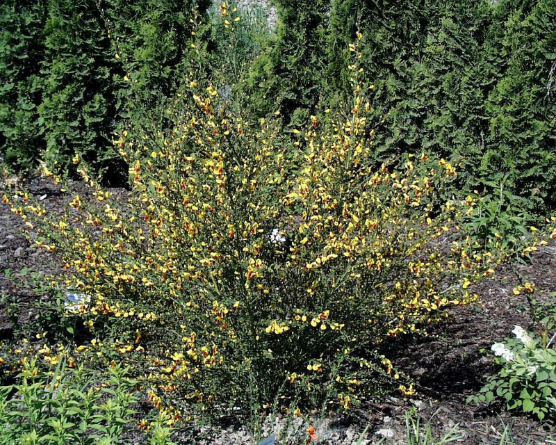 Edelginster 'Firefly' - Cytisus scoparius 'Firefly'