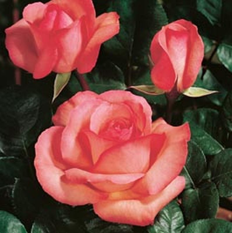 Edelrose 'Aachener Dom' ® - Rosa 'Aachener Dom' ® TH