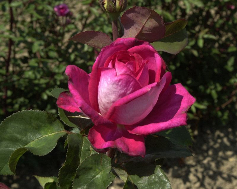 Edelrose 'Acapella' ® - Rosa 'Acapella' ® TH