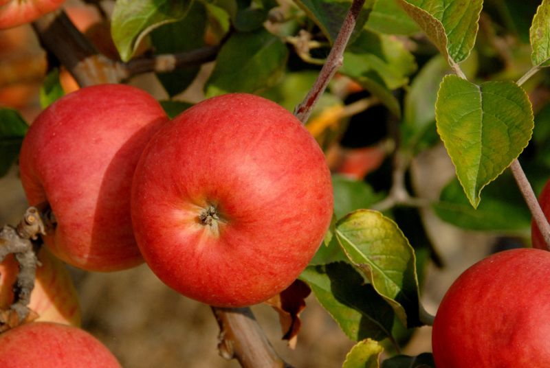 Edelrose 'Aphrodite' ® - Rosa 'Aphrodite' ® TH