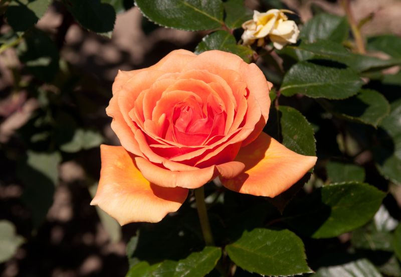 Edelrose 'Ashram' ® - Rosa 'Ashram' ® TH