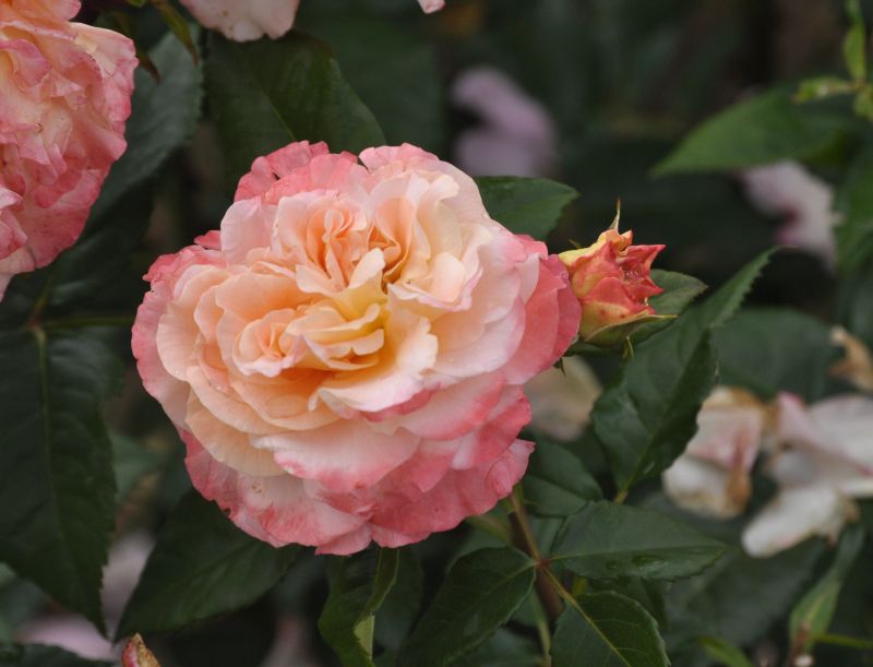 Edelrose 'Augusta Luise' ® - Rosa 'Augusta Luise' ® TH