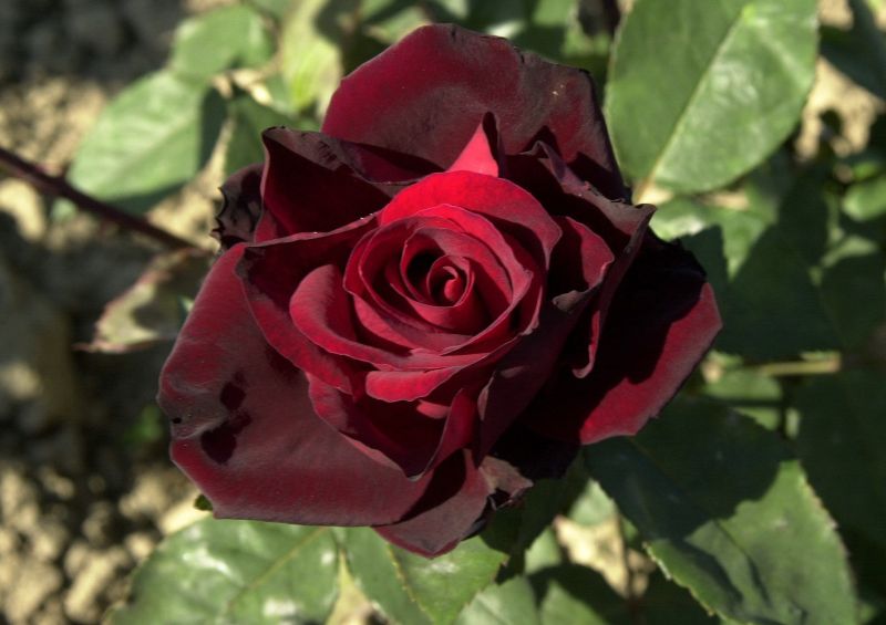 Edelrose 'Barkarole' ® - Rosa 'Barkarole' ® TH