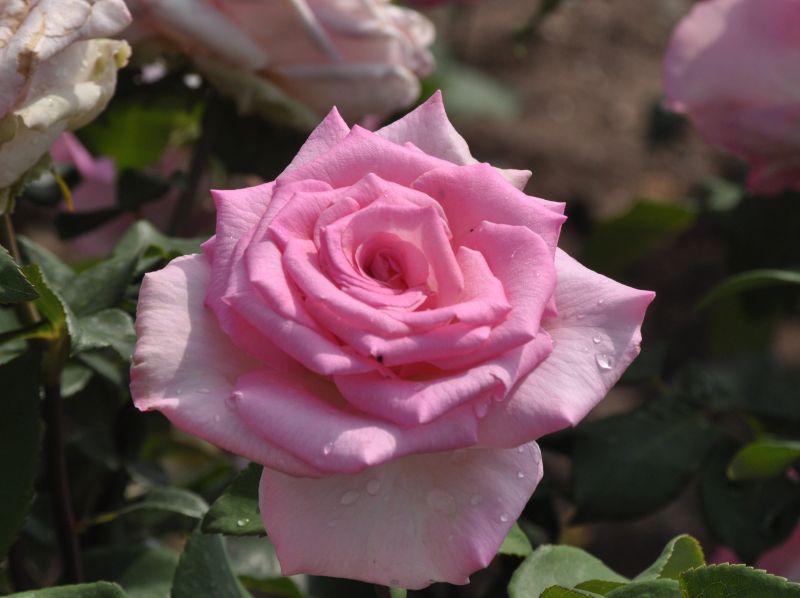 Edelrose 'Beverly' ® - Rosa 'Beverly' ® TH