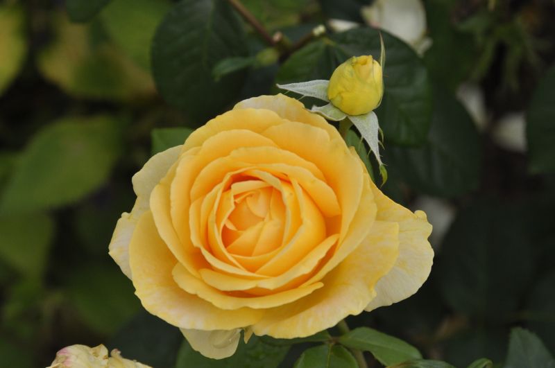 Edelrose 'Candlelight' ® - Rosa 'Candlelight' ® TH
