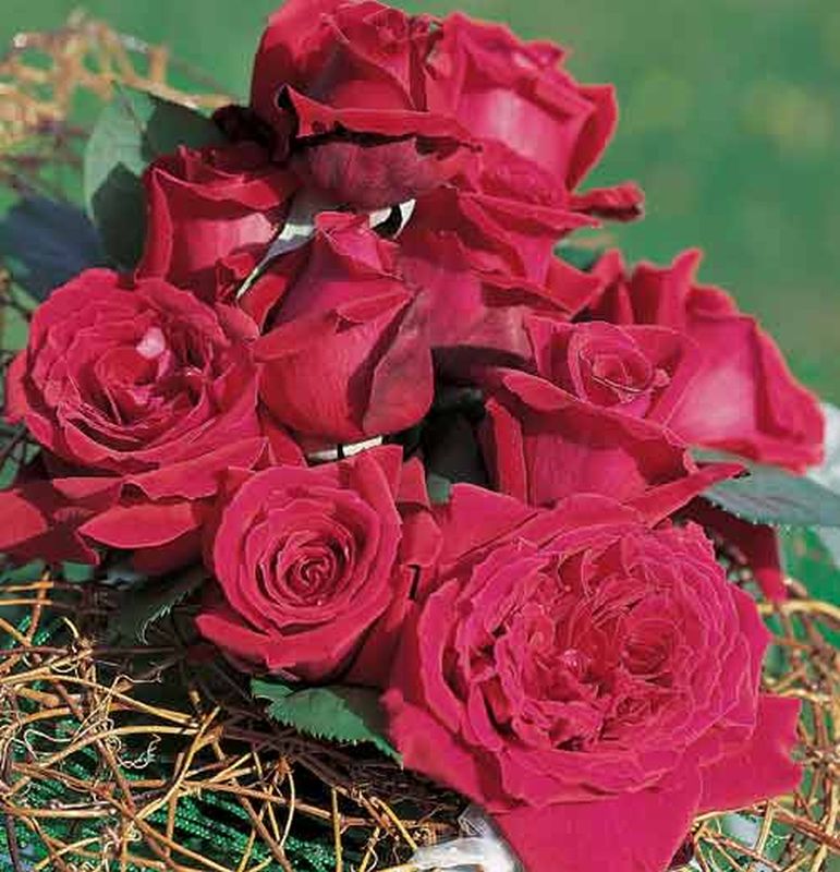 Edelrose 'Duftfestival' ® - Rosa 'Duftfestival' ® TH