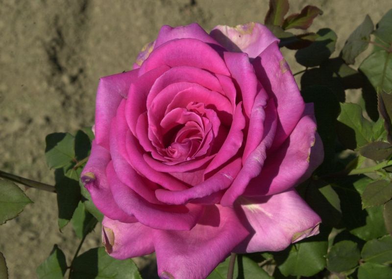 Edelrose 'Duftrausch' ® - Rosa 'Duftrausch' ® TH