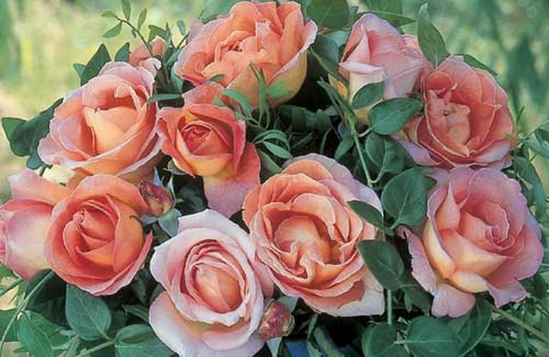 Edelrose 'Elle' ® - Rosa 'Elle' ® TH