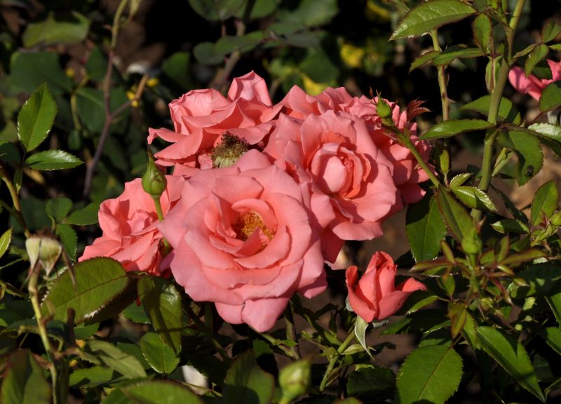 Edelrose 'Focus' ® - Rosa 'Focus' ® TH