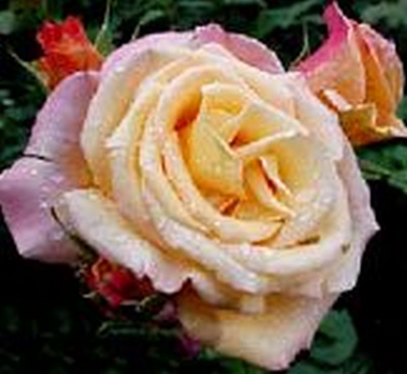 Edelrose 'Gloria Dei / Peace' - Rosa 'Gloria Dei / Peace' TH