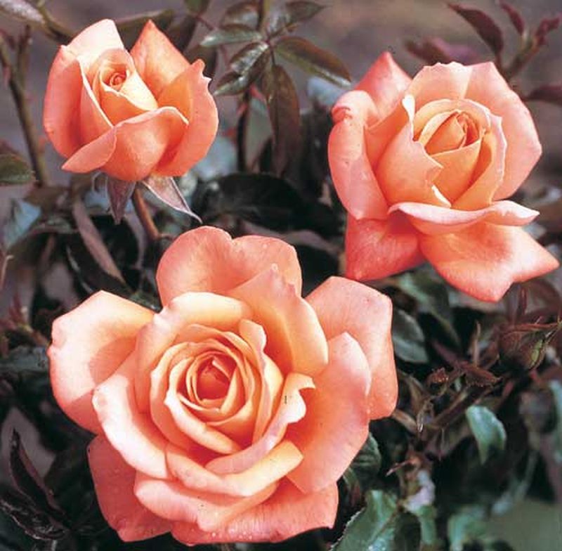 Edelrose 'Hamburger Deern' ® - Rosa 'Hamburger Deern' ® TH