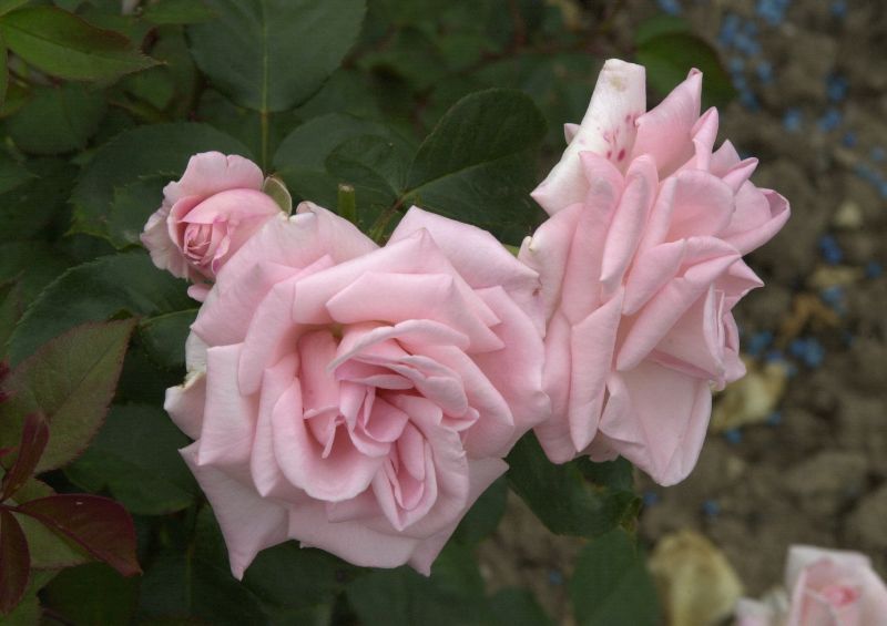 Edelrose 'Inspiration' ® ADR-Rose - Rosa 'Inspiration' ® TH