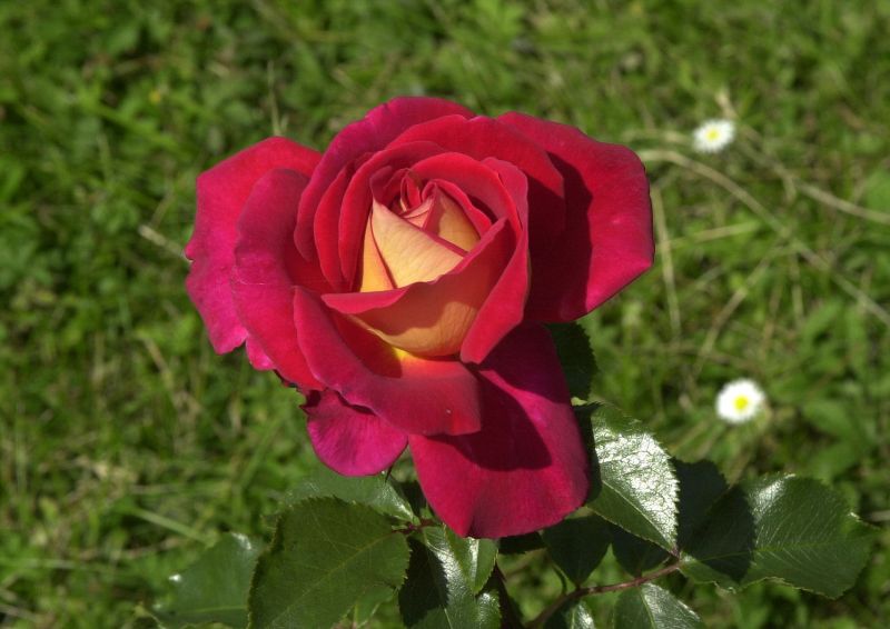 Edelrose 'Kleopatra' ® - Rosa 'Kleopatra' ® TH