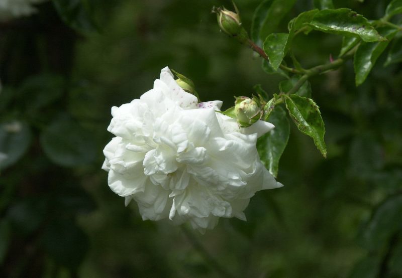 Edelrose 'La Perla' ® ADR-Rose - Rosa 'La Perla' ® TH