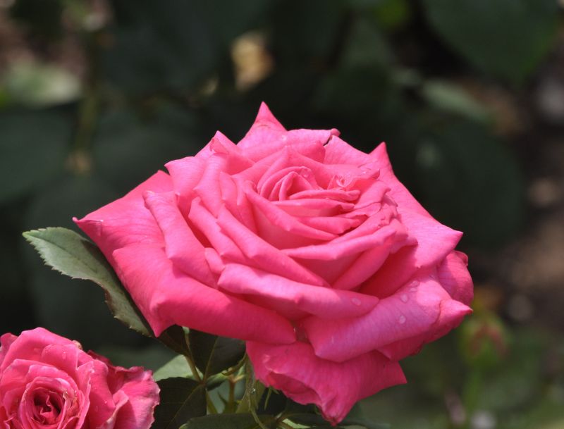 Edelrose 'Mainauduft' ® - Rosa 'Mainauduft' ® TH