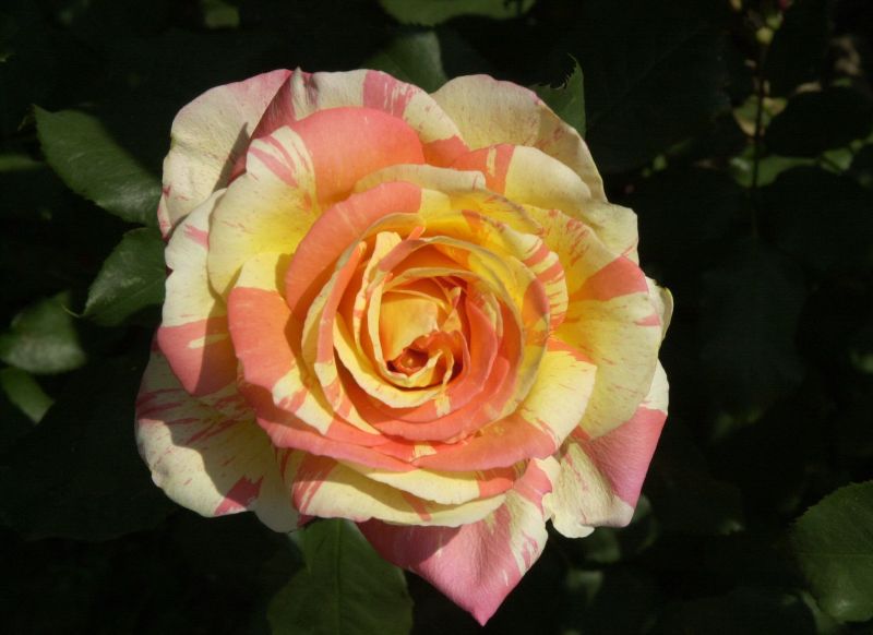 Edelrose 'Marvelle' ® - Rosa 'Marvelle' ® TH