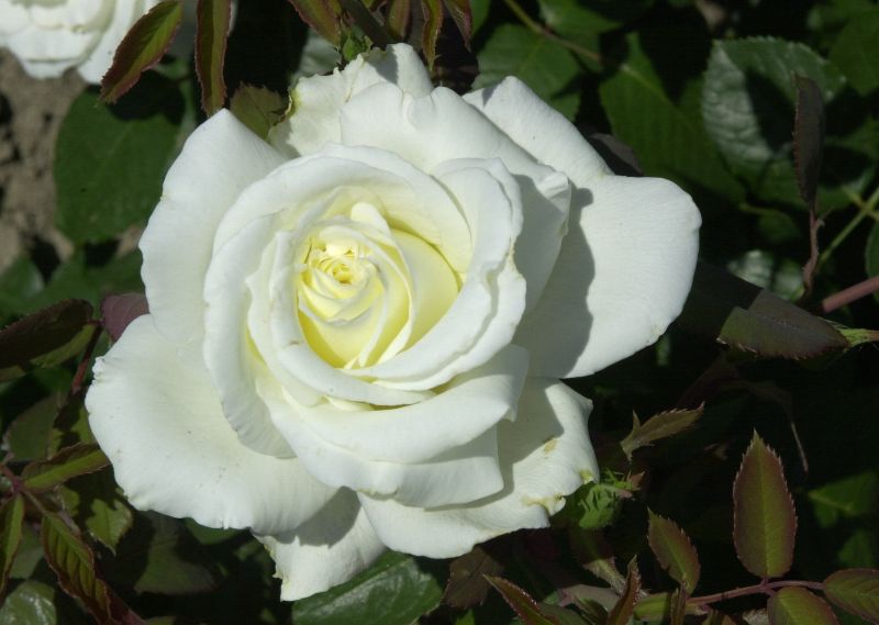 Edelrose 'Memoire' ® - Rosa 'Memoire' ® TH